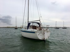 Westerly Griffon